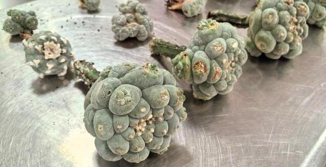 海關截獲十幾株致幻多肉照片曝光,多肉植物烏羽玉？